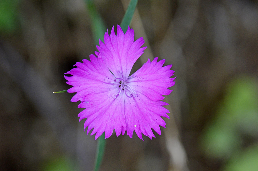 Diantus dei Lagorai  - Dianthus seguieri